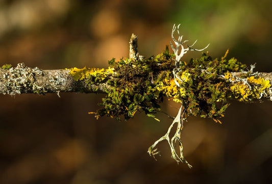 The Essential Guide to Lichen Vitamin D for Holistic Wellbeing